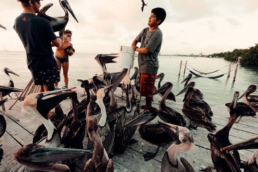 Am Iguana Reef Inn in Caye Caulker findet jeden Tag zum Sonnenuntergang eine Pelikan- und Fregattvögel Fütterung statt.