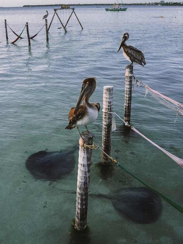 Am Iguana Reef Inn Bar in Caye Caulker sind Pelikane und Rochen zu sehen. Tolle Tierwelt in Belize.